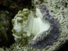 sick_anenome2.jpg