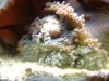 Hairy_Mushroom.JPG
