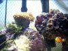 my_reef.JPG