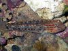 undescribed_blenny.jpg