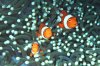 Three_lttle_fishes.jpg