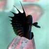 male_sailfin_signal_blenny_cicimar.jpg