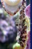 Pair_Clingfish.jpg