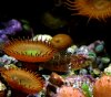 Undef._Blenny_Kelp_Greenling_Blenny.jpg