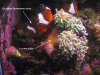 Nemo2.jpg