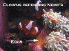 Nemo3.jpg