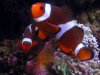 Nemo4.jpg