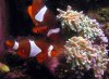 Nemo9.jpg