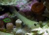 Blackeyed_White_Sand_Goby.jpg