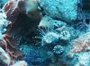 anenome2.JPG