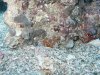 unknown3.jpg