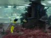 Tank_at_Kingdom_City_2.jpg