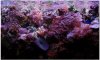 reef.jpg