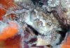 hairy_crab3.JPG