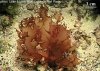Halymenia_pseudofloresia.jpg