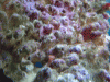 Spngbobfishcoral.gif