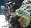 Goldentail_Moray_with_Clown_Trigger.JPG
