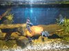 tank_007_3.jpg