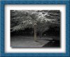 snowFront.jpg