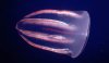 lsl_BeroeCombJelly_m.jpg