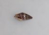 unknown_snail.jpg