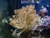 coral_01.jpg
