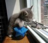 sniper_kitty.jpg