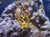 coral2.jpg