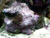 unknown_macro_3.JPG