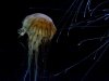 jelly_5.JPG