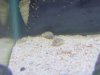 snailie1a.jpg