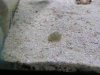 snailie2.jpg