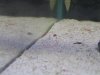 snailie3.jpg