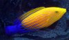 Feminus_wrasse1.jpg