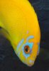 blueface_lemonpeel1.jpg