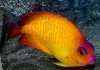 Golden_Coral_Beauty.jpg
