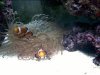 hungry_anemone.JPG