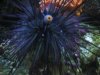 urchin.JPG