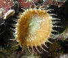 Zoanthid.jpg