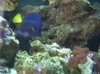 purple_tang.JPG