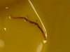 worm123.jpg
