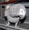 rosie1.jpg