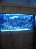 My_Saltwater_Tank_001-.JPG