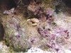 littlecrab2r.jpg
