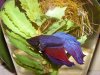 Betta01.jpg