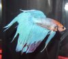 Betta02.jpg