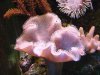 toadstool9.jpg