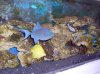 55_gal_fish.JPG