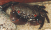 eriphia5.gif