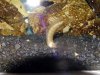 camoflaged_dragon_wrasse.JPG